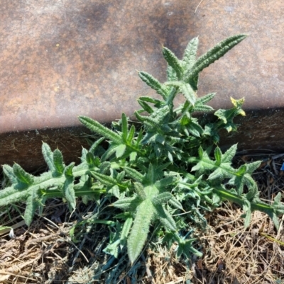 Cirsium vulgare (Spear Thistle) at Belconnen, ACT - 1 Nov 2023 by Butterflygirl