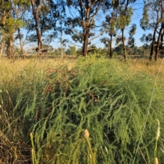 Asparagus officinalis (Asparagus) at Giralang, ACT - 30 Mar 2024 by Jiggy