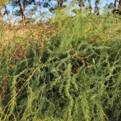 Asparagus officinalis at Giralang, ACT - 30 Mar 2024