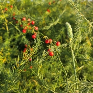 Asparagus officinalis at Giralang, ACT - 30 Mar 2024 08:20 AM