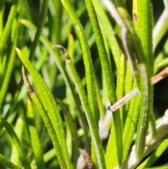 Ozothamnus rosmarinifolius at Gibraltar Pines - 25 Mar 2024