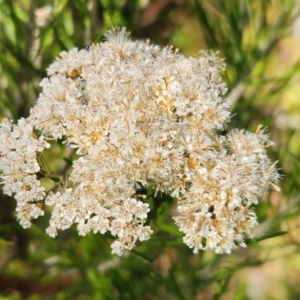 Ozothamnus rosmarinifolius at Gibraltar Pines - 25 Mar 2024