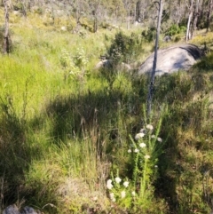 Ozothamnus rosmarinifolius at Gibraltar Pines - 25 Mar 2024