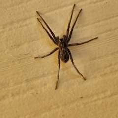 Argoctenus sp. (genus) (Wandering ghost spider) at Goulburn, NSW - 29 Mar 2024 by trevorpreston