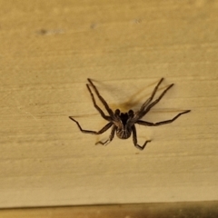 Argoctenus sp. (genus) at Goulburn, NSW - 29 Mar 2024 05:33 PM