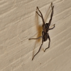 Argoctenus sp. (genus) at Goulburn, NSW - 29 Mar 2024 05:33 PM