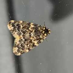 Halone sinuata (Rock Lichen Moth) at Hawker, ACT - 29 Mar 2024 by sangio7