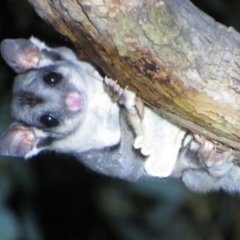 Petaurus notatus (Krefft’s Glider, formerly Sugar Glider) at Mulligans Flat - 29 Mar 2024 by Christine