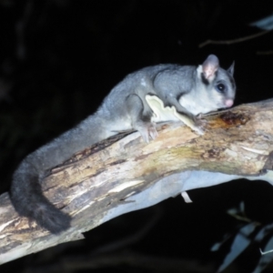 Petaurus notatus at Mulligans Flat - 29 Mar 2024