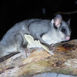 Petaurus notatus at Mulligans Flat - suppressed