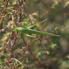 Tinzeda lobata (A katydid) at Cook, ACT - 23 Mar 2024 by Tammy