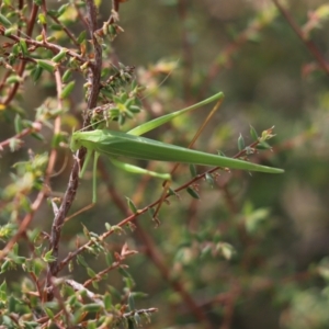 Tinzeda lobata at Mount Painter - 23 Mar 2024 01:58 PM