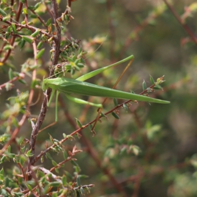 Tinzeda lobata (A katydid) at Mount Painter - 23 Mar 2024 by Tammy