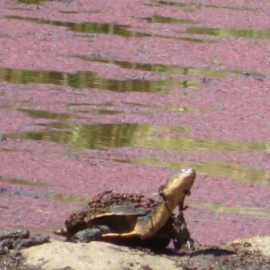 Chelodina longicollis at Namadgi National Park - 27 Mar 2024 12:53 PM