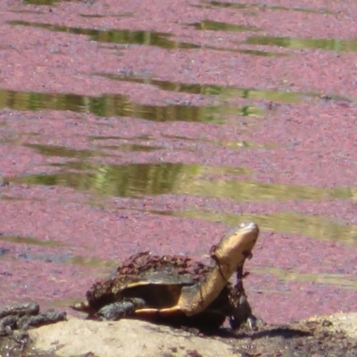 Chelodina longicollis (Eastern Long-necked Turtle) at Namadgi National Park - 27 Mar 2024 by Christine