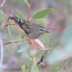 Pardalotus punctatus (Spotted Pardalote) at Block 402 - 28 Mar 2024 by Christine