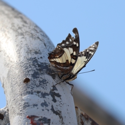 Charaxes sempronius (Tailed Emperor) at Cook, ACT - 29 Mar 2024 by Tammy