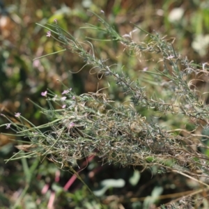 Epilobium billardiereanum at Mount Painter - 29 Mar 2024 12:04 PM