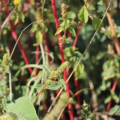 Amaranthus retroflexus (Redroot Amaranth) at Cook, ACT - 29 Mar 2024 by Tammy