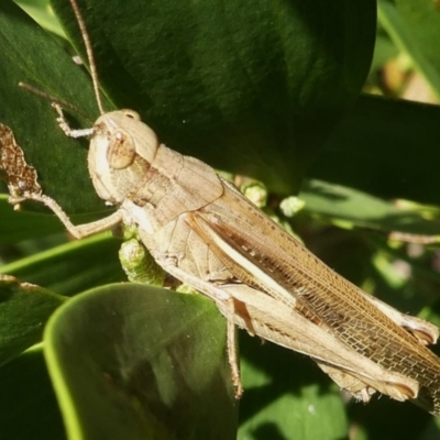 Schizobothrus flavovittatus (Disappearing Grasshopper) at Barunguba (Montague) Island - 25 Mar 2024 by HarveyPerkins
