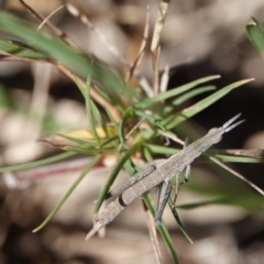 Keyacris scurra (Key's Matchstick Grasshopper) at Hall, ACT - 30 Mar 2024 by Anna123