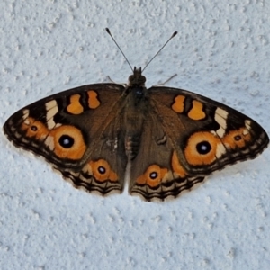 Junonia villida at Goulburn, NSW - 30 Mar 2024