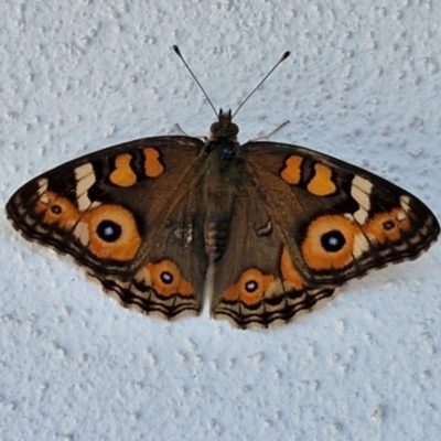 Junonia villida (Meadow Argus) at Goulburn, NSW - 29 Mar 2024 by trevorpreston