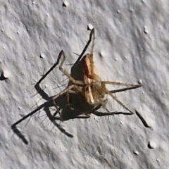 Oxyopes sp. (genus) (Lynx spider) at Goulburn, NSW - 29 Mar 2024 by trevorpreston