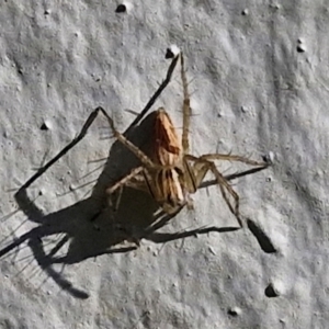 Oxyopes sp. (genus) at Goulburn, NSW - 30 Mar 2024 10:02 AM