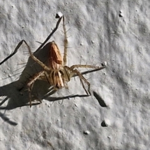 Oxyopes sp. (genus) at Goulburn, NSW - 30 Mar 2024 10:02 AM