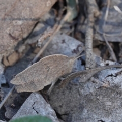 Goniaea australasiae (Gumleaf grasshopper) at Hall, ACT - 30 Mar 2024 by Anna123