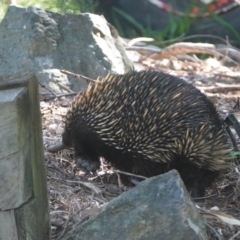 Tachyglossus aculeatus (Short-beaked Echidna) at Hall, ACT - 30 Mar 2024 by Anna123