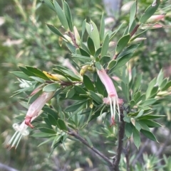Styphelia triflora (Five-corners) at Growee, NSW - 24 Mar 2024 by JaneR