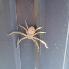 Isopeda canberrana (Canberra Huntsman Spider) at QPRC LGA - 30 Mar 2024 by clarehoneydove