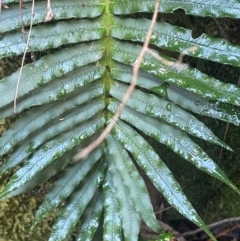 Blechnum (genus) (A Hard Fern) at Growee, NSW - 24 Mar 2024 by JaneR