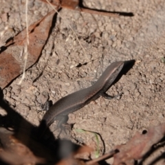 Lampropholis delicata (Delicate Skink) at Hall, ACT - 30 Mar 2024 by Anna123