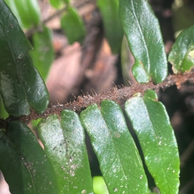 Pellaea falcata (Sickle Fern) at Growee, NSW - 24 Mar 2024 by JaneR