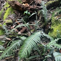 Blechnum neohollandicum (Prickly Rasp Fern) at Growee, NSW - 24 Mar 2024 by JaneR