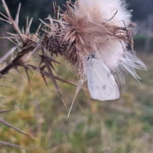 Pieris rapae at QPRC LGA - 29 Mar 2024