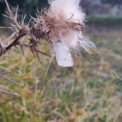 Pieris rapae at QPRC LGA - 29 Mar 2024