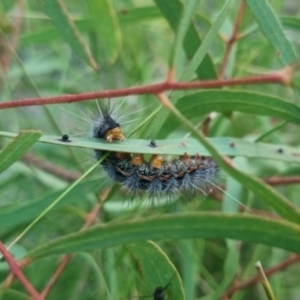 Epicoma (genus) at QPRC LGA - suppressed