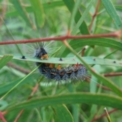 Epicoma (genus) at QPRC LGA - suppressed