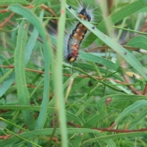 Epicoma (genus) at QPRC LGA - suppressed