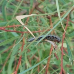 Epicoma (genus) at QPRC LGA - suppressed