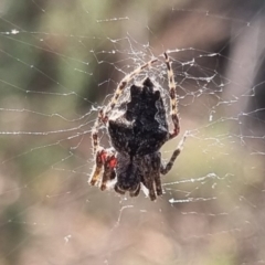 Socca pustulosa (Knobbled Orbweaver) at QPRC LGA - 29 Mar 2024 by clarehoneydove