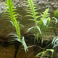 Microsorum scandens (Fragrant Fern) at Growee, NSW - 24 Mar 2024 by JaneR