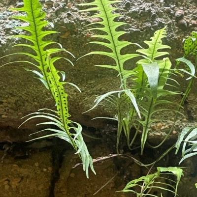 Microsorum scandens (Fragrant Fern) at Growee, NSW - 24 Mar 2024 by JaneR