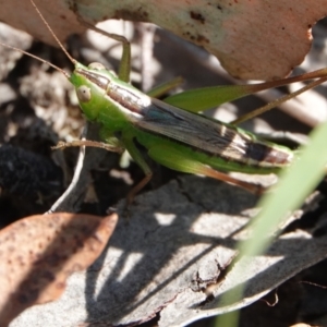 Conocephalus semivittatus at Hall, ACT - 30 Mar 2024