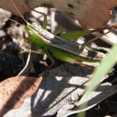 Conocephalus semivittatus (Meadow katydid) at Hall, ACT - 30 Mar 2024 by Anna123