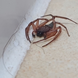 Gnaphosidae or Trochanteriidae (families) at Rugosa - 30 Mar 2024 02:15 PM